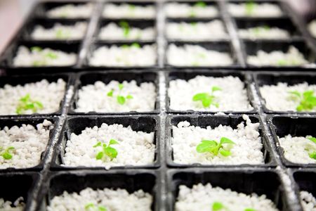 Scientific laboratory growing arabidopsis. selection for transgenic plantの写真素材