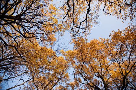 Autumn garden with yellow leavesの写真素材