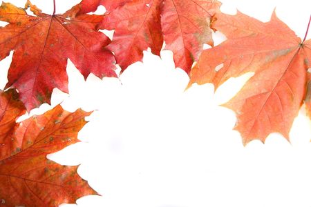 Maple autunm leaves isolated on whiteの写真素材
