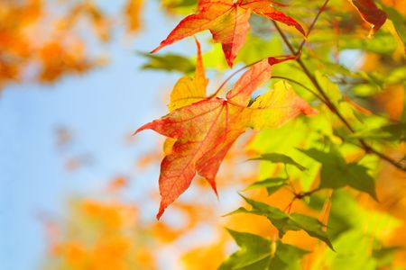Autumn colored leaf on blue sky