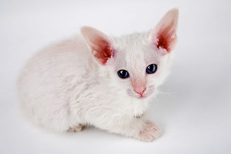 cute oriental kitten isolated on white background
