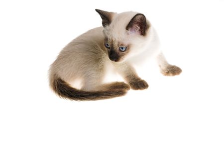Siamese kitten isolated on the white backgroundの写真素材