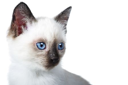Siamese kitten isolated on the white backgroundの写真素材