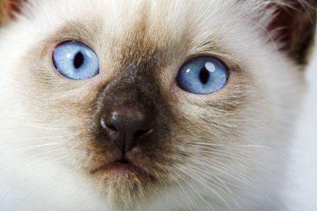 Siamese cat isolated on the white backgroundの写真素材