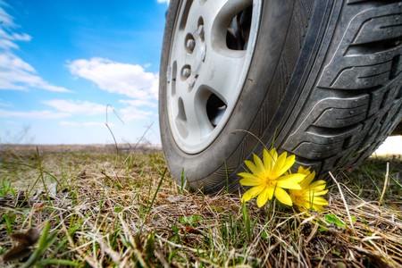 small yellow flower under big car wheelの写真素材