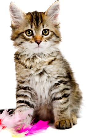 Siberian kitten isolated on the white backgroundの写真素材
