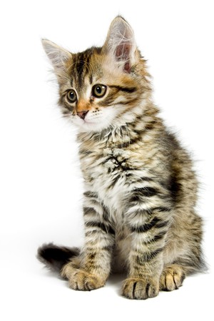 Siberian kitten isolated on the white backgroundの写真素材