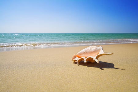 nice sea shell on the sandy beach