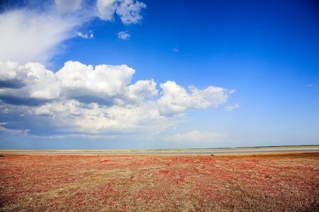 Salicornia plant on the beach of salt lakeの写真素材