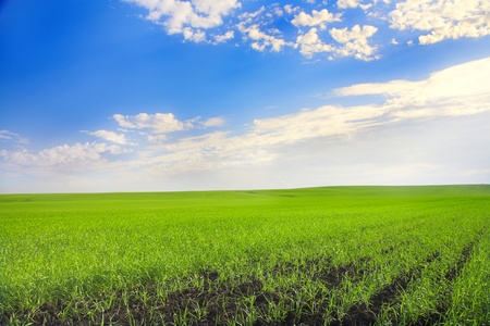 landscape with agricultural field and blue sky