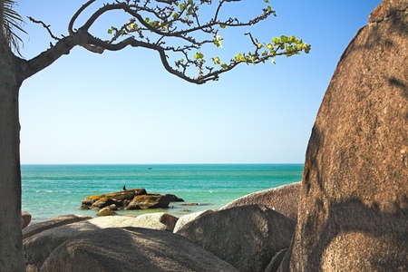 stone and branch of big tree on the ocean beachの写真素材