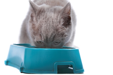 British kitten isolated on the whiteの写真素材