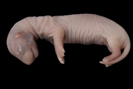 mink embryo isolated on the black backgroundの写真素材