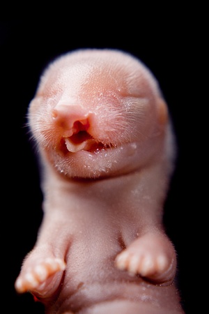 mink embryo isolated on the black backgroundの写真素材