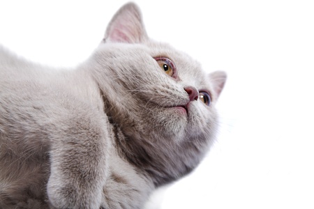 British kitten isolated on the whiteの写真素材