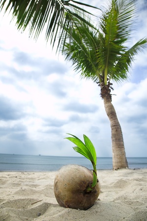 coconut sprout on the tropical sea beachの写真素材
