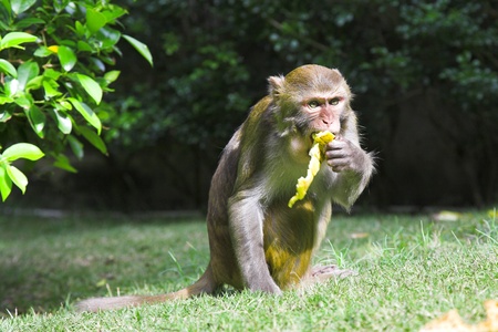 cute macaque sitting on green forest backgroundの写真素材