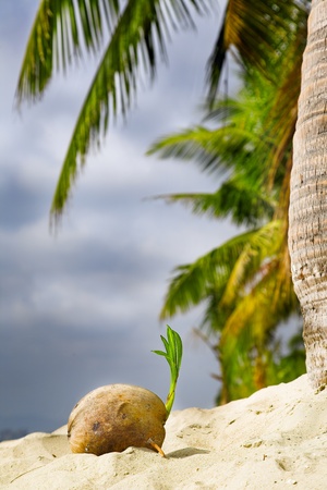 coconut sprout on the tropical sea beachの写真素材