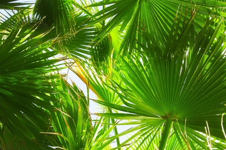 leaf of date palm on the sky backgroundの写真素材