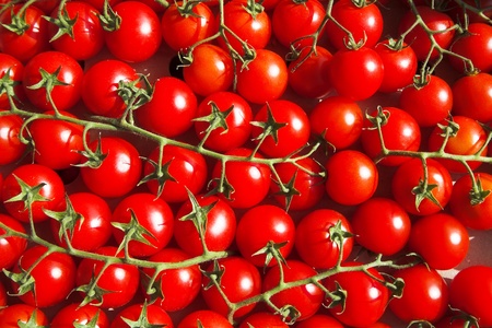 multitude of cherry tomatoes at the vineの写真素材