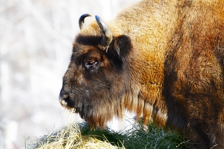 Big wild bison in the winter forest
