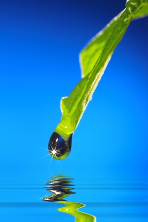 Green leaf with water drop on blueの写真素材