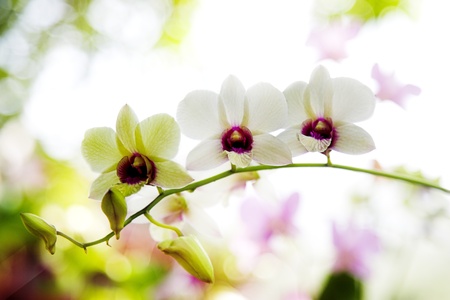 close-up photo of the nice orchid flower の写真素材