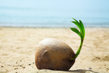 coconut sprout on the tropical sea beachの写真素材