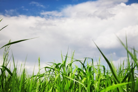 Leaves of green grass under blue skyの写真素材