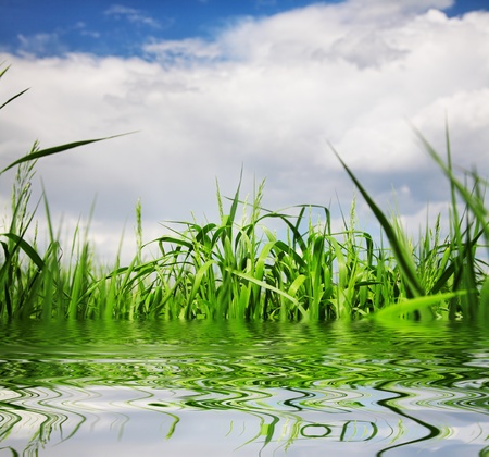Leaves of green grass under blue skyの写真素材