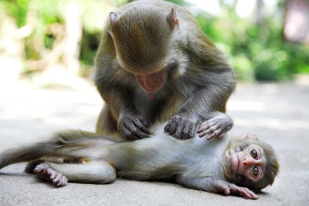 Monkey family. Mother macaque groom her baby.