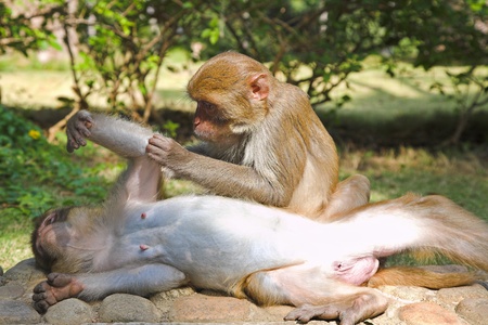 couple monkeyin the park. One groom another