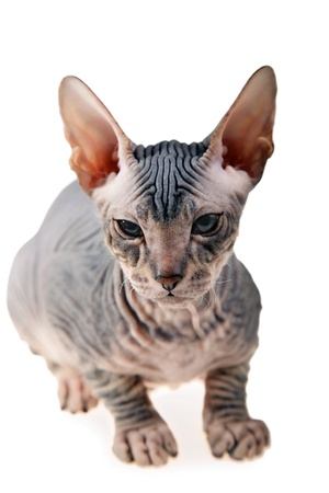 gray hairless kitten isolated on white backgroundの写真素材