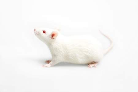 white laboratory rat isolated on white backgroundの写真素材