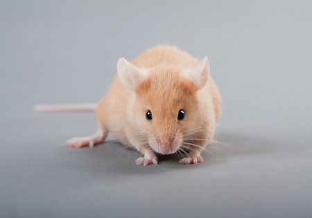Yellow laboratory mouse isolated on grey backgroundの写真素材