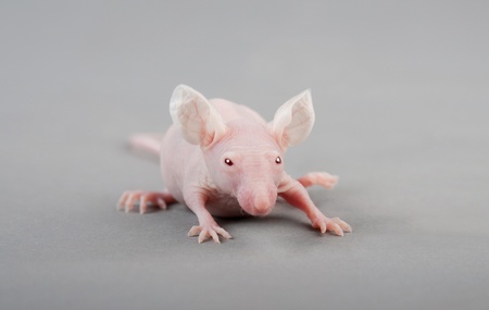 Hairless laboratory mouse isolated on grey backgroundの写真素材
