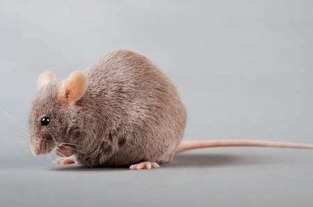 Brown laboratory mouse isolated on grey backgroundの写真素材