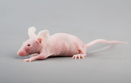 hairless laboratory mouse isolated on grey backgroundの写真素材