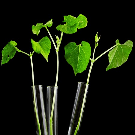 young haricot plant in the laboratory test tube