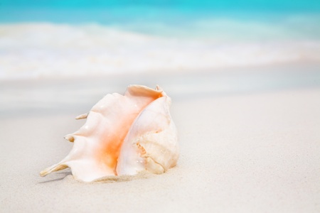 nice sea shell on the sandy beach 