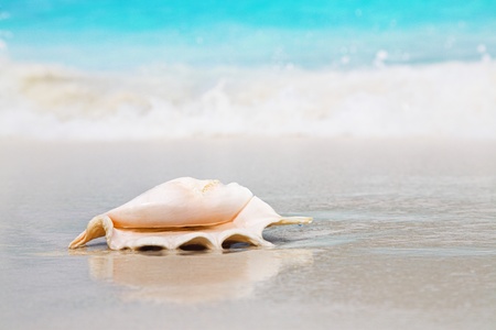 nice sea shell on the sandy beach