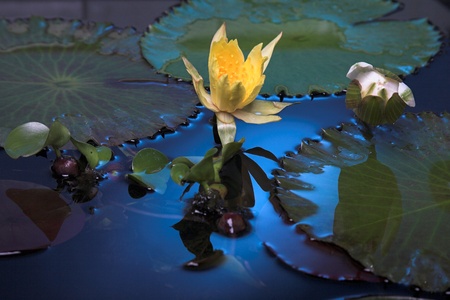 water lily flowers on dark waterの写真素材