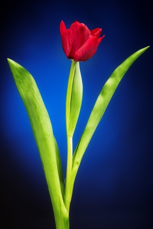 one tulip flower isolated on blueの写真素材