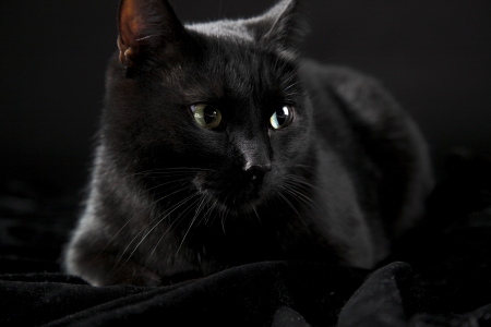 black cat isolated on the black background