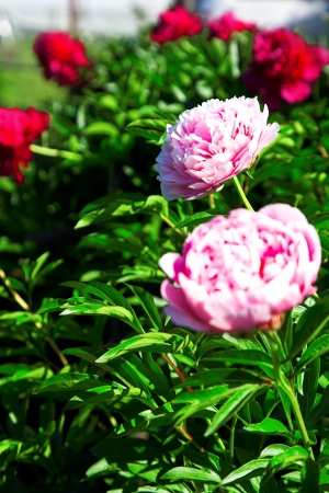 outdoor photos of beautiful peony flowers の写真素材