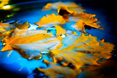 yellow leaf on blue water の写真素材