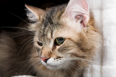 striped siberian cat in his houseの写真素材