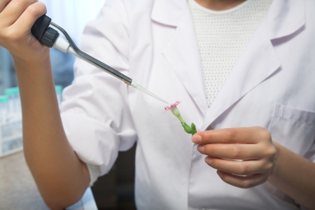 laboratory test with transgenic plantの写真素材