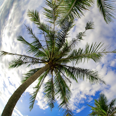 Coconut palms on cloud backgroundの写真素材