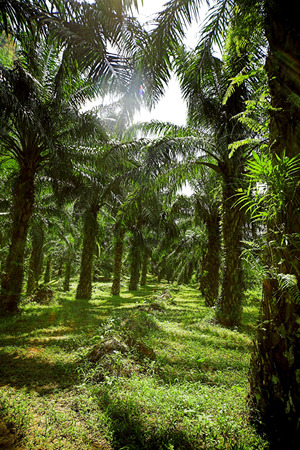 Oil palm plantationの写真素材